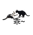 black cat＆white cat（個別スタンプ：9）