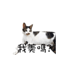 black cat＆white cat（個別スタンプ：10）
