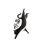 black cat＆white cat（個別スタンプ：12）
