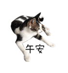 black cat＆white cat（個別スタンプ：13）