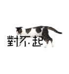 black cat＆white cat（個別スタンプ：14）
