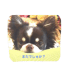 Taiyou of Chihauhau 2（個別スタンプ：4）