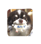 Taiyou of Chihauhau 2（個別スタンプ：9）