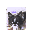 Taiyou of Chihauhau 2（個別スタンプ：14）
