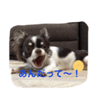チワワの太陽 1（個別スタンプ：3）