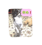 チワワの太陽 1（個別スタンプ：7）