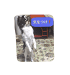 チワワの太陽 1（個別スタンプ：8）