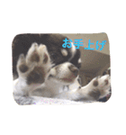 チワワの太陽 1（個別スタンプ：9）