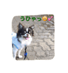 チワワの太陽 1（個別スタンプ：22）