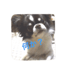 チワワの太陽 1（個別スタンプ：27）