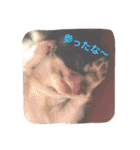 チワワの太陽 1（個別スタンプ：29）