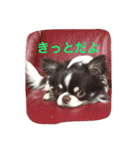 チワワの太陽 1（個別スタンプ：30）