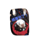 チワワの太陽 1（個別スタンプ：35）