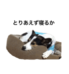 変な犬 くぅ2（個別スタンプ：7）