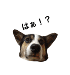 変な犬 くぅ2（個別スタンプ：10）
