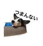 変な犬 くぅ2（個別スタンプ：13）