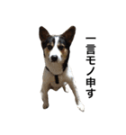 変な犬 くぅ2（個別スタンプ：17）