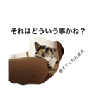 変な犬 くぅ2（個別スタンプ：22）