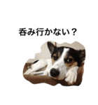 変な犬 くぅ2（個別スタンプ：23）