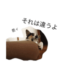 変な犬 くぅ2（個別スタンプ：24）