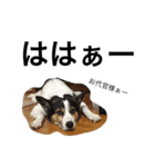 変な犬 くぅ2（個別スタンプ：28）