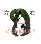 変な犬 くぅ2（個別スタンプ：31）