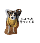 変な犬 くぅ2（個別スタンプ：36）