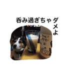 変な犬 くぅ2（個別スタンプ：40）