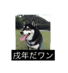 明けましておめでとう 柴犬（個別スタンプ：1）