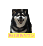 明けましておめでとう 柴犬（個別スタンプ：2）