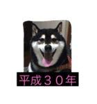 明けましておめでとう 柴犬（個別スタンプ：7）