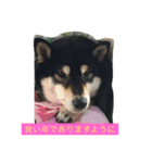 明けましておめでとう 柴犬（個別スタンプ：12）