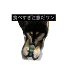 明けましておめでとう 柴犬（個別スタンプ：13）