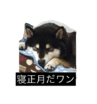 明けましておめでとう 柴犬（個別スタンプ：14）