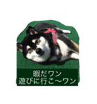 明けましておめでとう 柴犬（個別スタンプ：15）