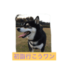 明けましておめでとう 柴犬（個別スタンプ：16）