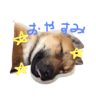 家族と猫と時々、、、笑（個別スタンプ：6）