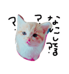 家族と猫と時々、、、笑（個別スタンプ：7）