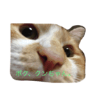 catttttooo（個別スタンプ：1）
