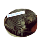 catttttooo（個別スタンプ：2）