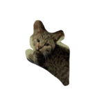 catttttooo（個別スタンプ：6）