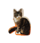 catttttooo（個別スタンプ：7）