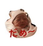 HANAMPP（個別スタンプ：9）