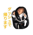 HANAMPP（個別スタンプ：14）