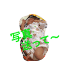 HANAMPP（個別スタンプ：19）