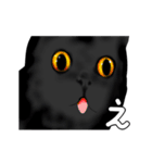 黒猫のアニメーションスタンプ（個別スタンプ：1）