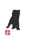 黒猫のアニメーションスタンプ（個別スタンプ：8）