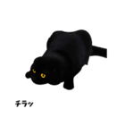 黒猫のアニメーションスタンプ（個別スタンプ：14）