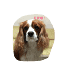 Bobo sunny boy（個別スタンプ：7）