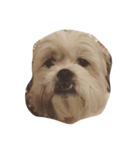 Oph Pets（個別スタンプ：5）
